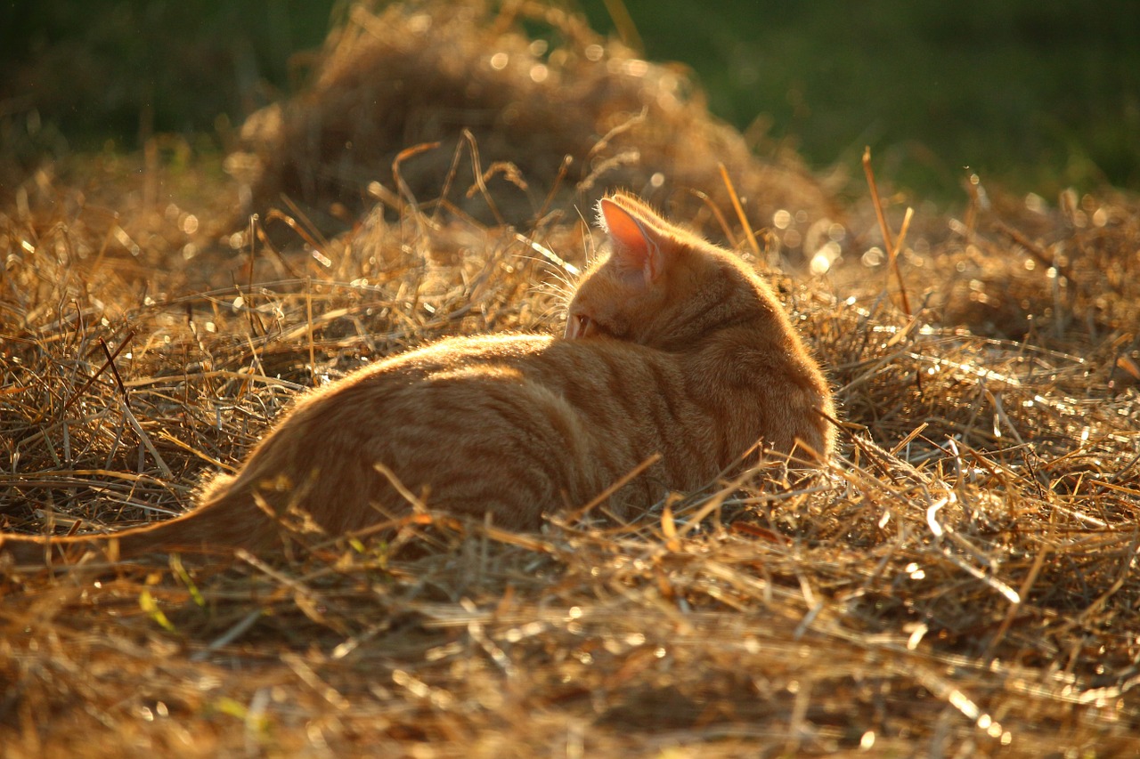 Katė, Kačiukas, Mieze, Šiaudai, Vasara, Raudonos Skumbrės Tabby, Raudona Katė, Skumbrė, Vakarinė Šviesa, Nemokamos Nuotraukos