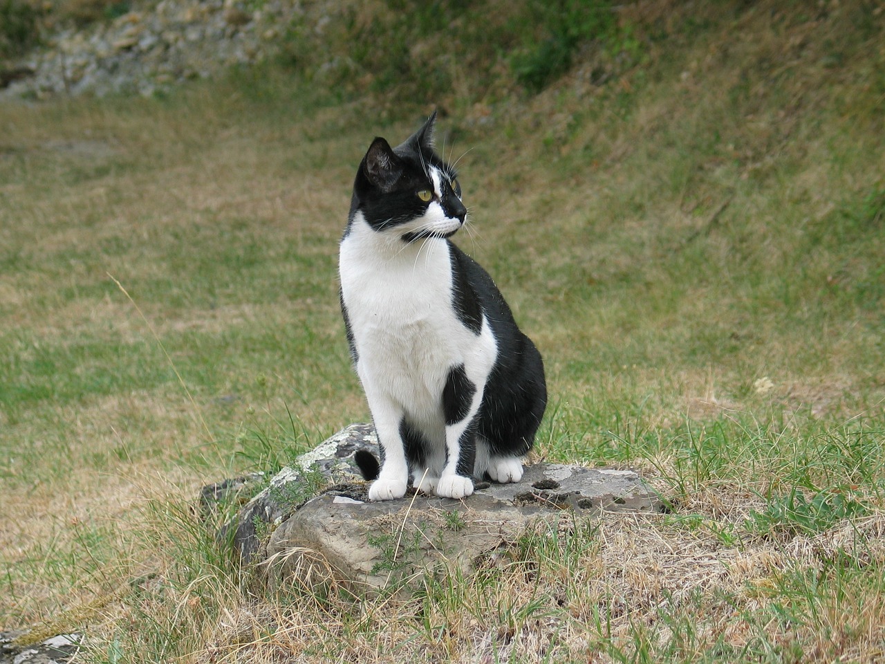 Katė, Naminis Gyvūnėlis, Gyvūnas, Fauna, Juoda, Balta, Vieta, Nemokamos Nuotraukos,  Nemokama Licenzija