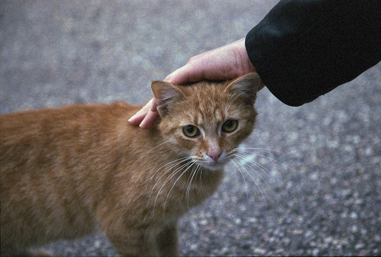 Katė, Petting, Imbieras, Naminis Gyvūnėlis, Gyvūnas, Mielas, Vidaus, Kačiukas, Balta, Portretas