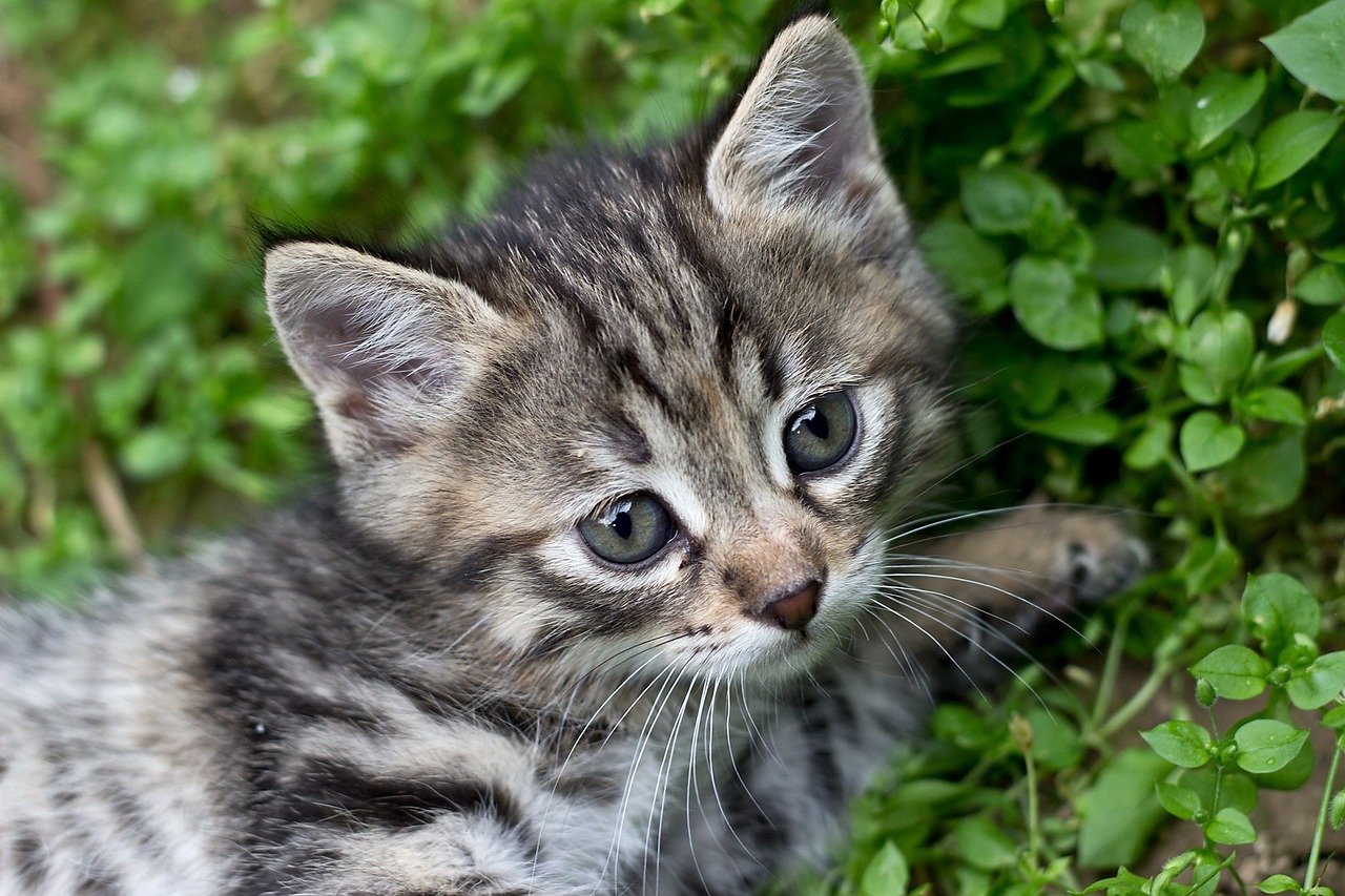 Tabby Kačiukas, Pilka Kačiukas, Katė, Naminis Gyvūnėlis, Vidaus, Kačių, Mažas, Liūdnas, Liūdesys, Vienatvė