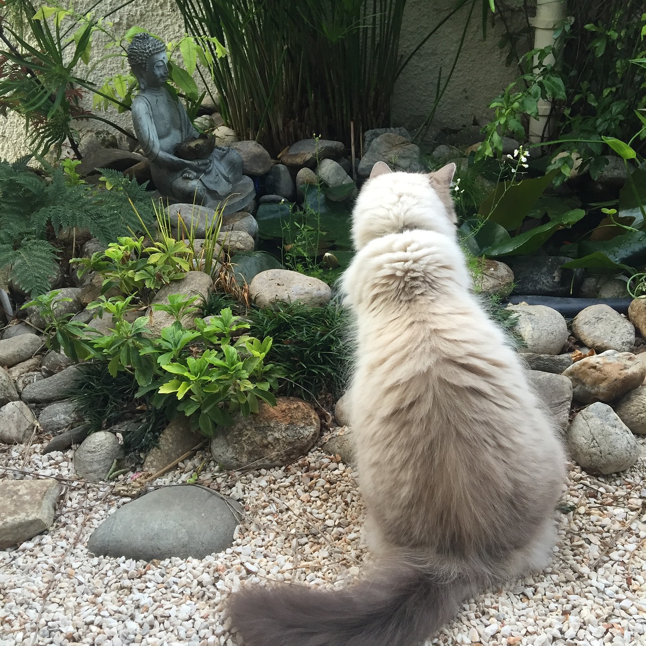 Katė, Meditacija, Buda, Nemokamos Nuotraukos,  Nemokama Licenzija