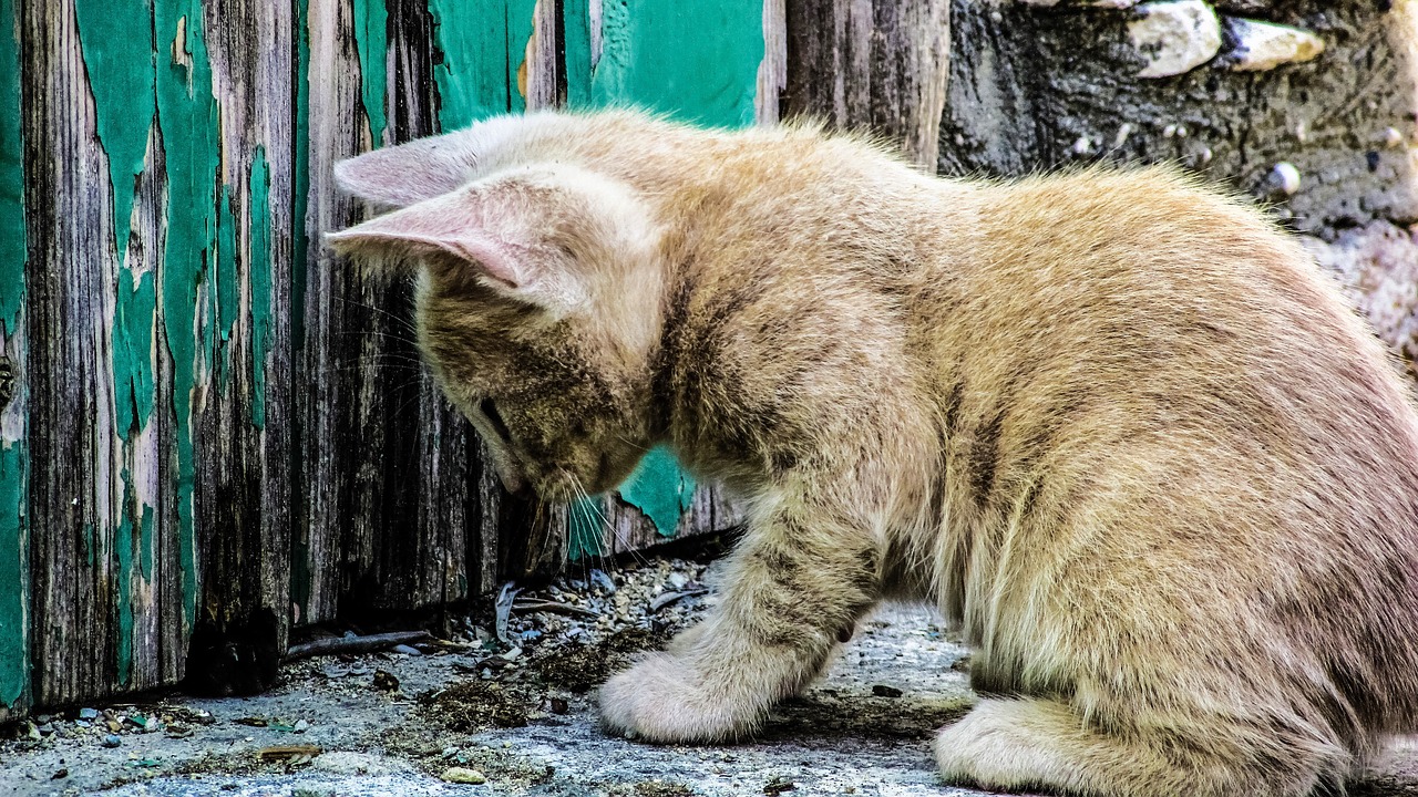 Katė, Jaunas, Kačiukas, Bjaurus, Mielas, Žavinga, Kačiukas, Žaisti, Kaimas, Kipras