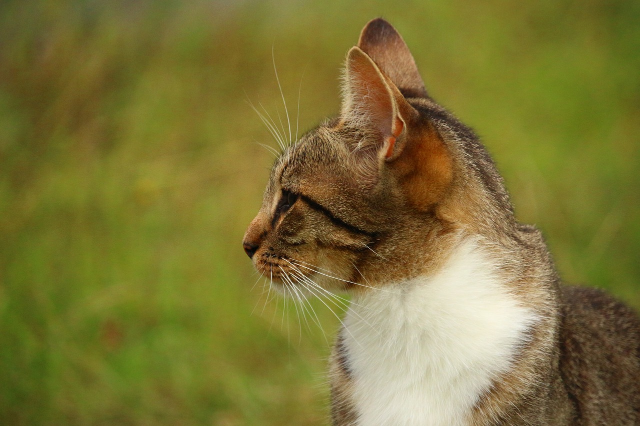 Katė, Kačiukas, Mieze, Skumbrės Tabby, Naminis Katinas, Jaunas Katinas, Nemokamos Nuotraukos,  Nemokama Licenzija