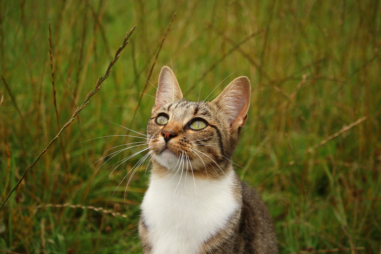 Katė, Kačiukas, Mieze, Skumbrės Tabby, Naminis Katinas, Jaunas Katinas, Nemokamos Nuotraukos,  Nemokama Licenzija