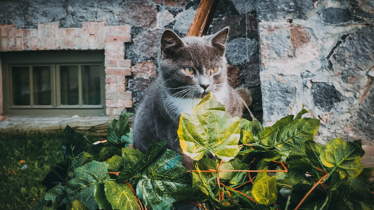 Katė, Lapai, Ruduo, Nemokamos Nuotraukos,  Nemokama Licenzija