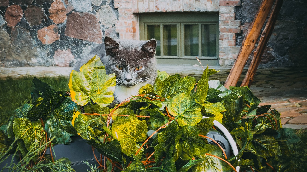 Katė, Lapai, Ruduo, Nemokamos Nuotraukos,  Nemokama Licenzija