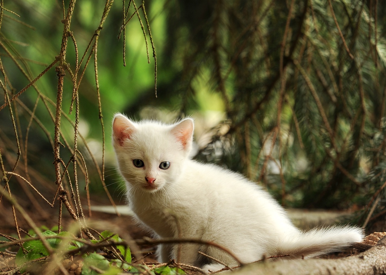 Katė, Kačiukas, Jaunas Gyvūnas, Wildcat, Balta Katė, Žinduolis, Gamta, Nemokamos Nuotraukos,  Nemokama Licenzija