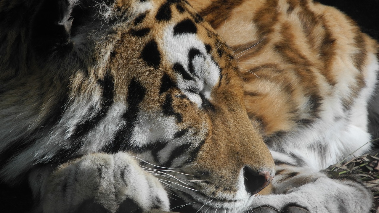 Katė, Pavargęs, Zoologijos Sodas, Juostelės, Tigras, Paw, Laukinis Gyvūnas, Uždaryti, Laukinės Gamtos Fotografija, Didelė Katė