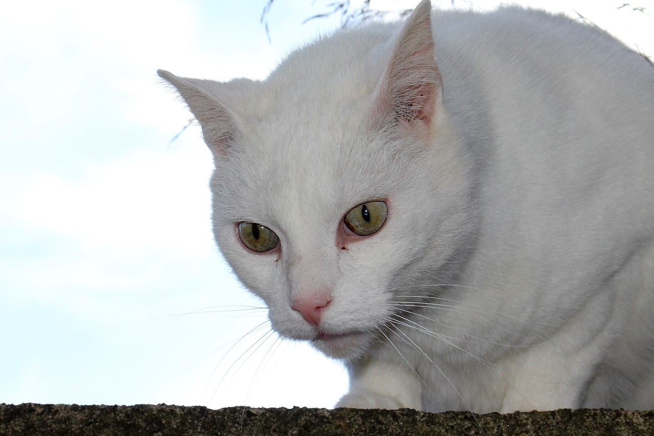 Katė, Balta, Vaizdas, Peržiūros, Iš Arti, Nemokamos Nuotraukos,  Nemokama Licenzija