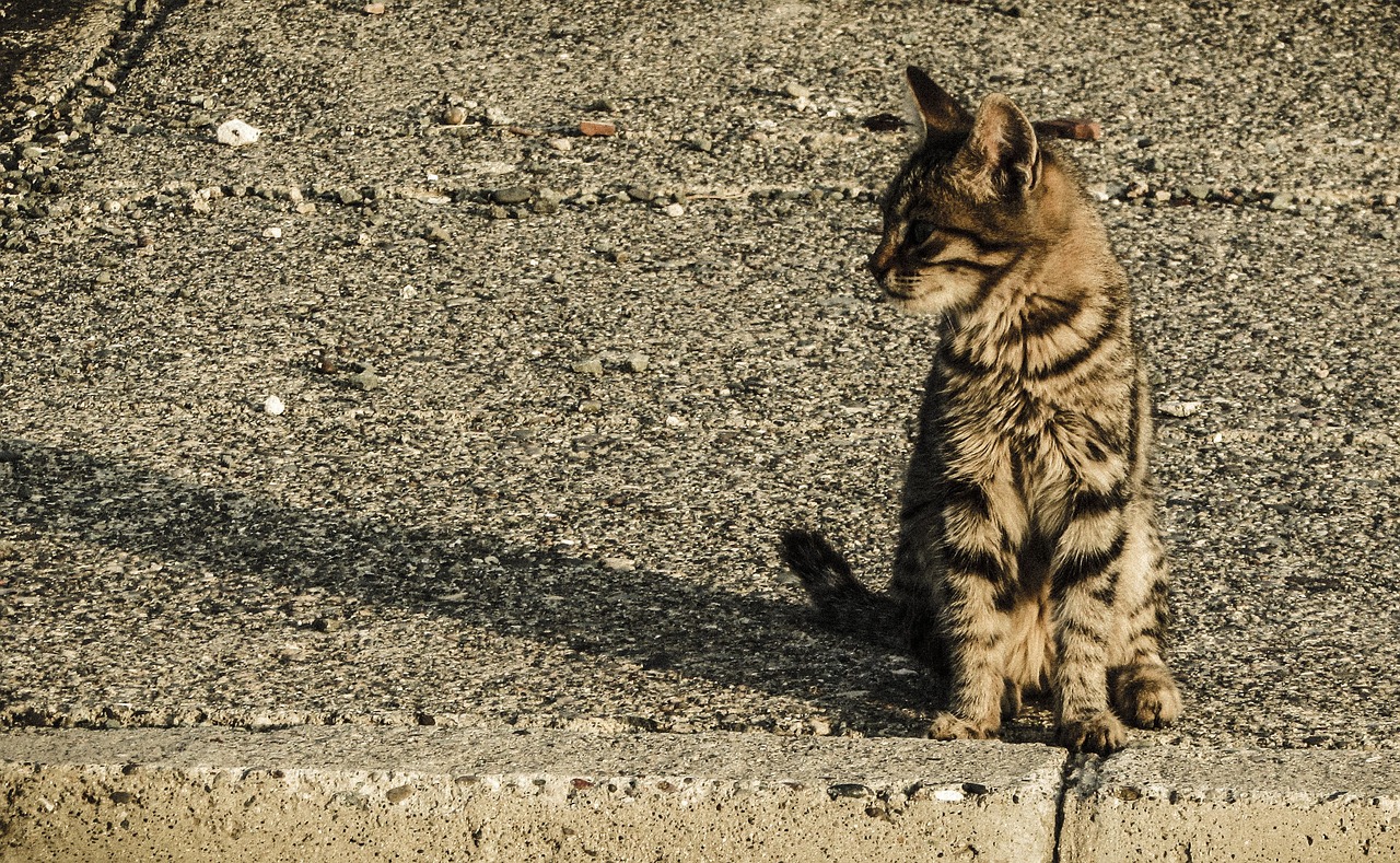 Katė, Bjaurus, Jaunas, Gyvūnas, Mielas, Kačiukas, Gatvė, Įdomu, Žavinga, Nemokamos Nuotraukos