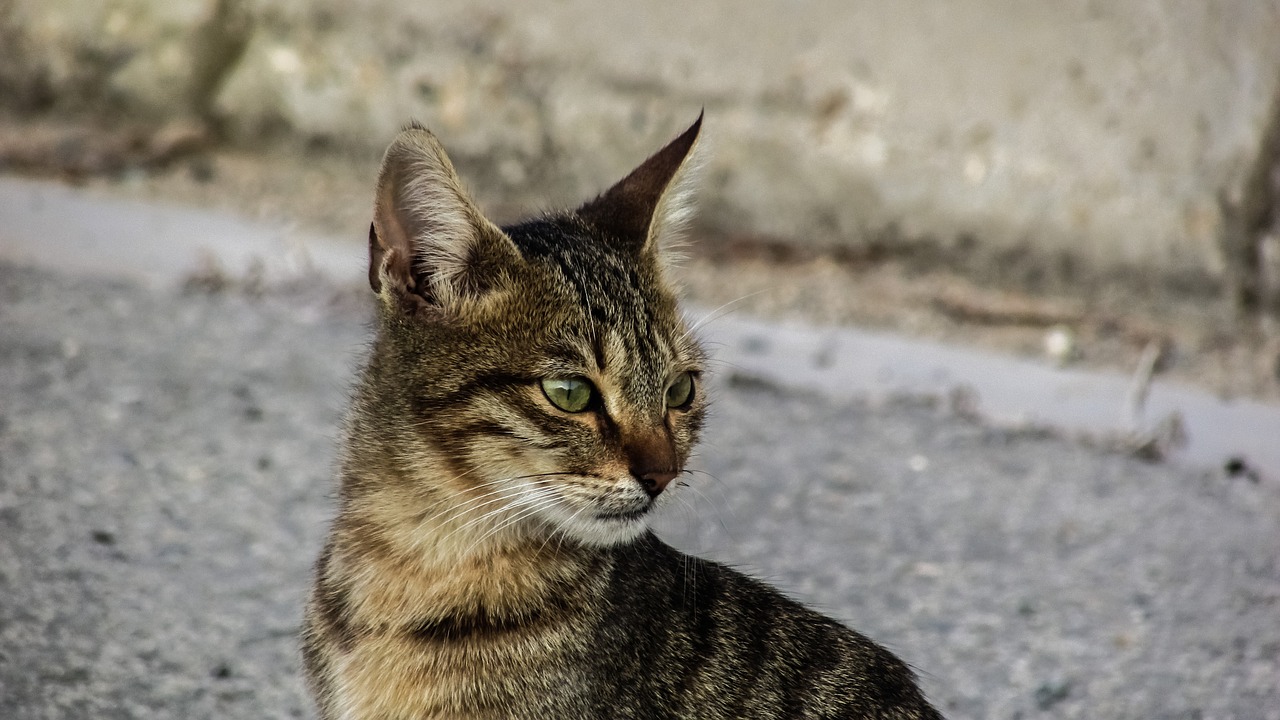 Katė, Bjaurus, Jaunas, Gyvūnas, Mielas, Kačiukas, Gatvė, Įdomu, Žavinga, Nemokamos Nuotraukos