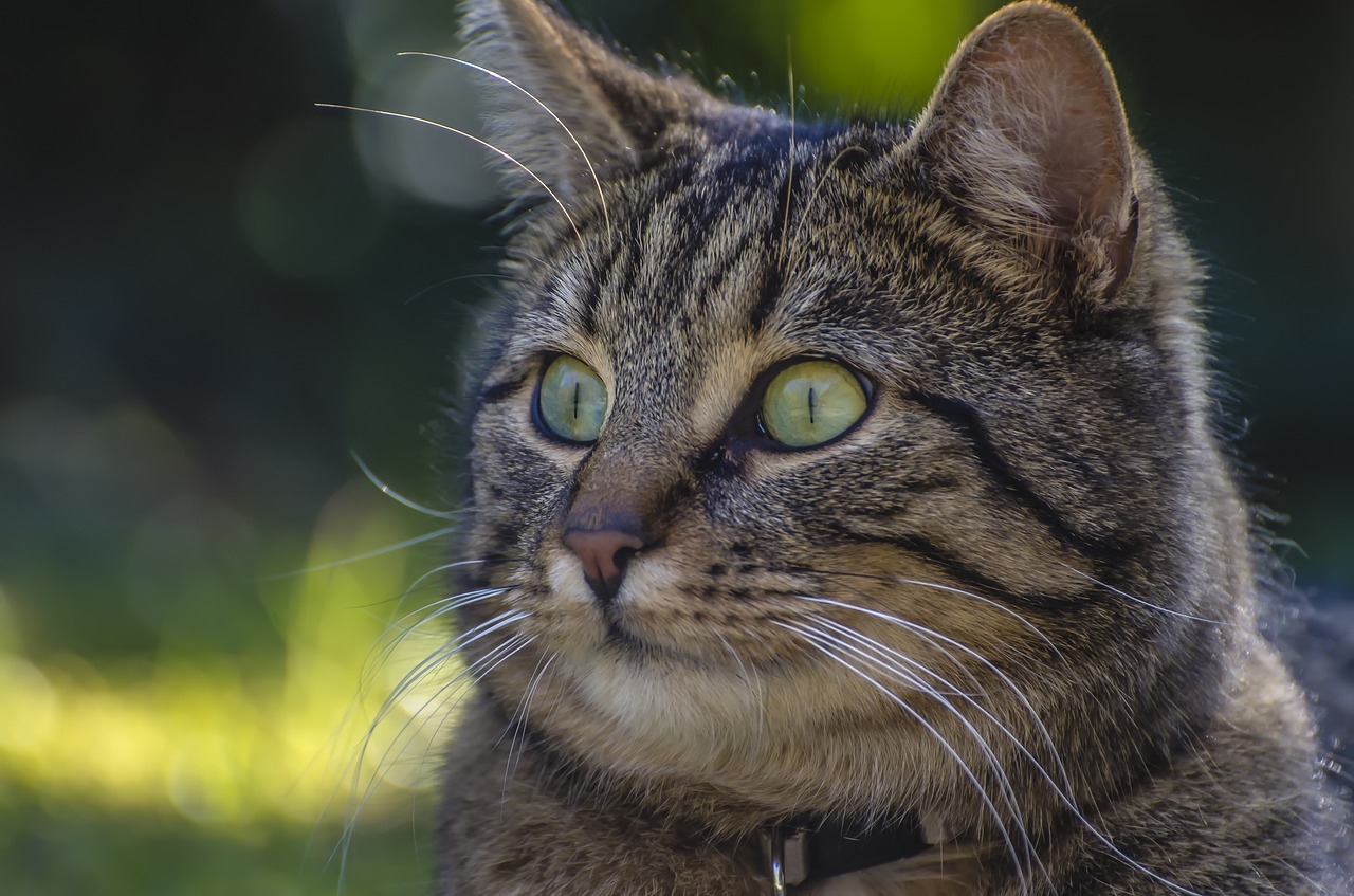 Katė, Bokeh, Naminis Katinas, Skumbrė, Datailaufnahme, Veido Katė, Kačių Veido, Ūsai, Mieze, Gyvūnas