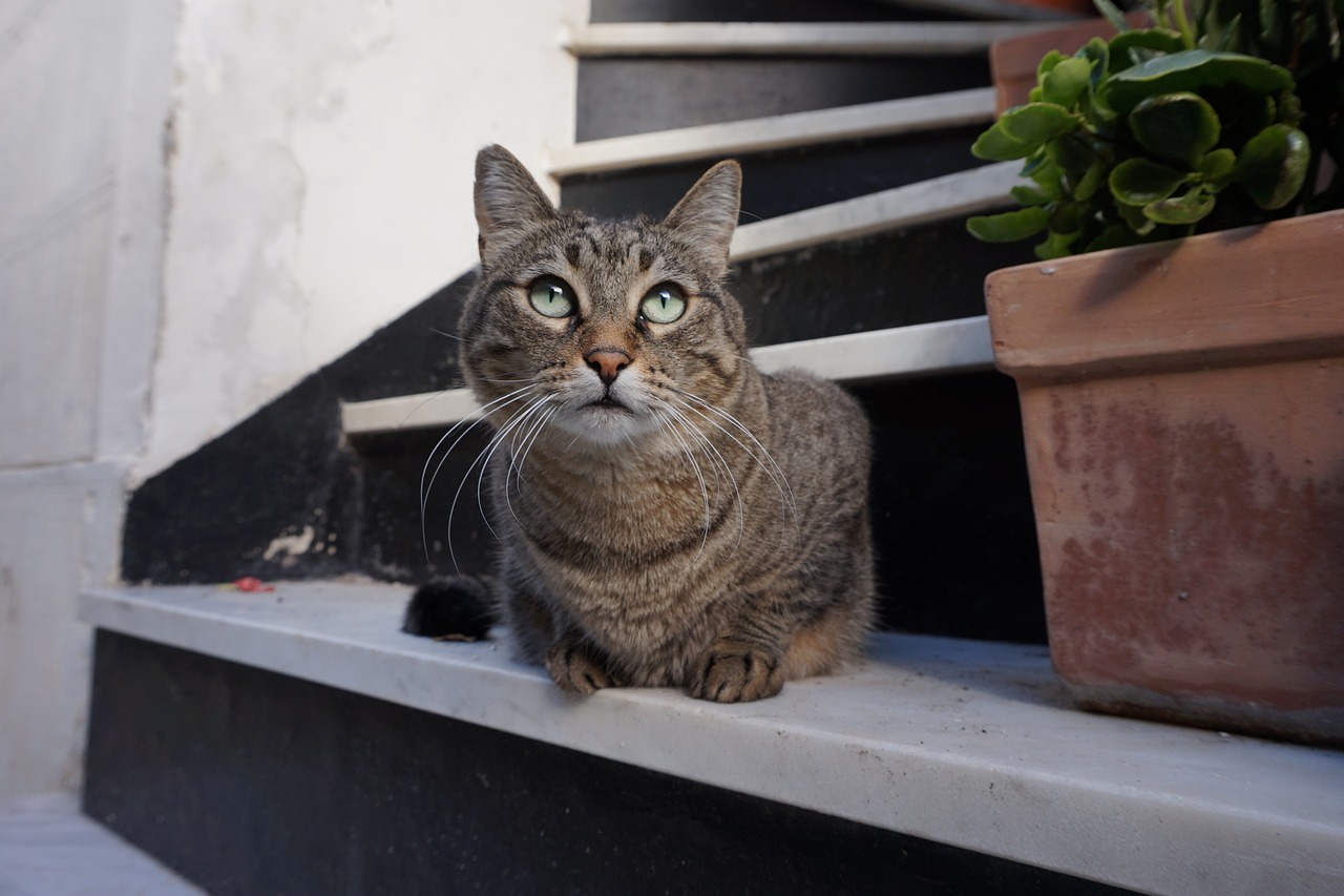Katė, Italy, Pilka Katė, Nemokamos Nuotraukos,  Nemokama Licenzija