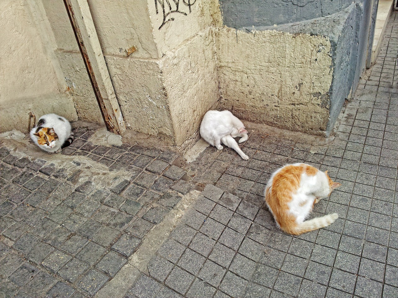 Katė, Gyvūnai, Gyvūnas, Katės Plovimas, Istanbulas, Nemokamos Nuotraukos,  Nemokama Licenzija