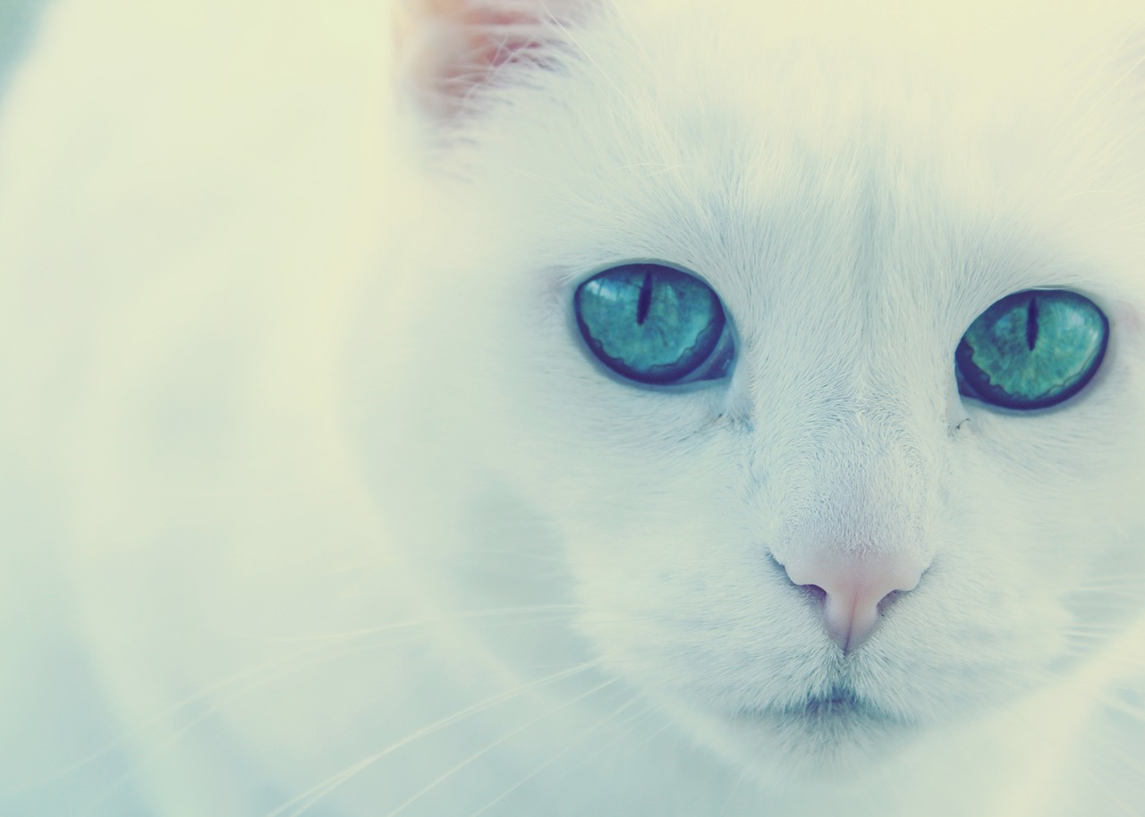 Katė, Žalios Akys, Balta Katė, Nemokamos Nuotraukos,  Nemokama Licenzija