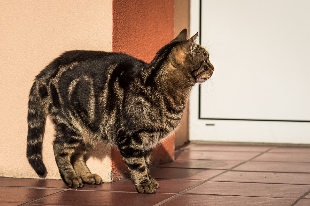 Katė, Kačiukas, Tabby, Naminis Katinas, Kailis, Dachowiec, Laukinis Katinas, Gyvūnas, Jaunas Kačiukas, Nemokamos Nuotraukos