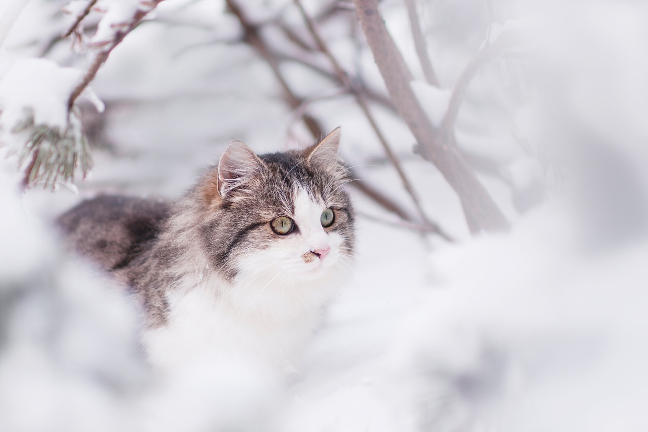 Katė, Tomcat, Žiema, Gyvūnas, Galva, Kačių Veido, Plaukuotas, Siberianas, Vaizdas, Naminis Gyvūnėlis