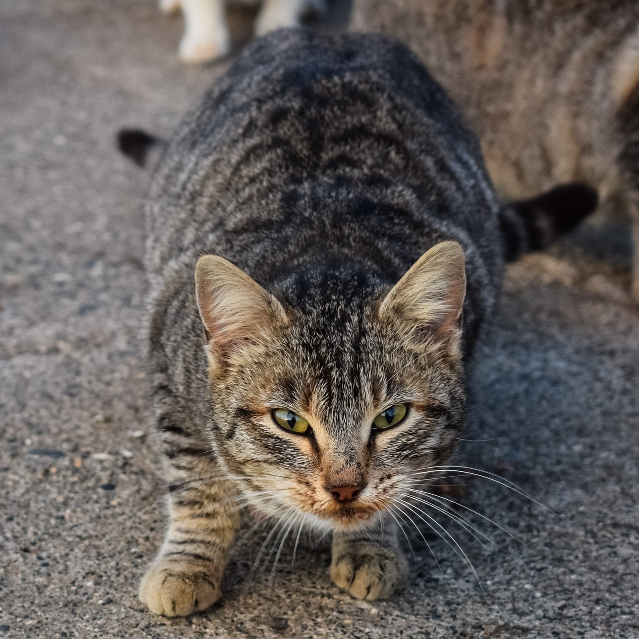 Katė, Laukiniai, Gatvė, Benamiai, Gyvūnas, Kačiukas, Bjaurus, Jaunas, Tabby, Akys