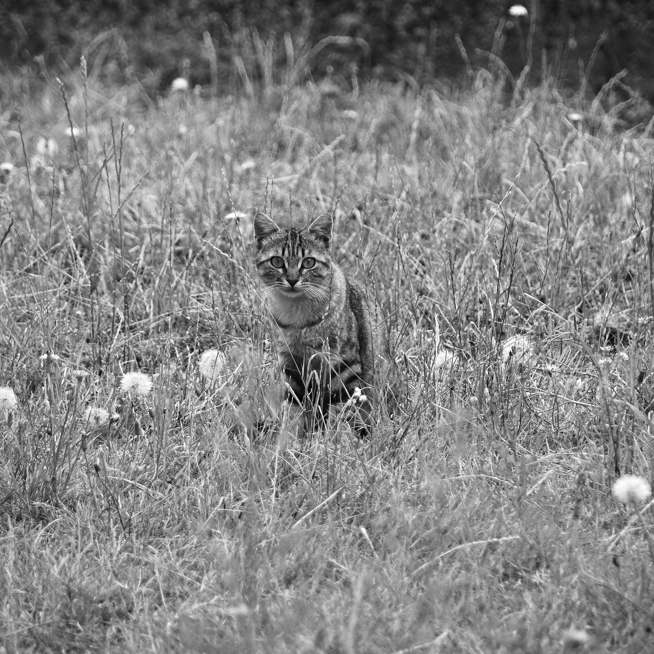 Katė, Kačių, Gyvūnas, Naminis Gyvūnas, Kačių Akys, Tabby, Europietis Katinas, Atrodo, Gyvūnai, Tabby Katė