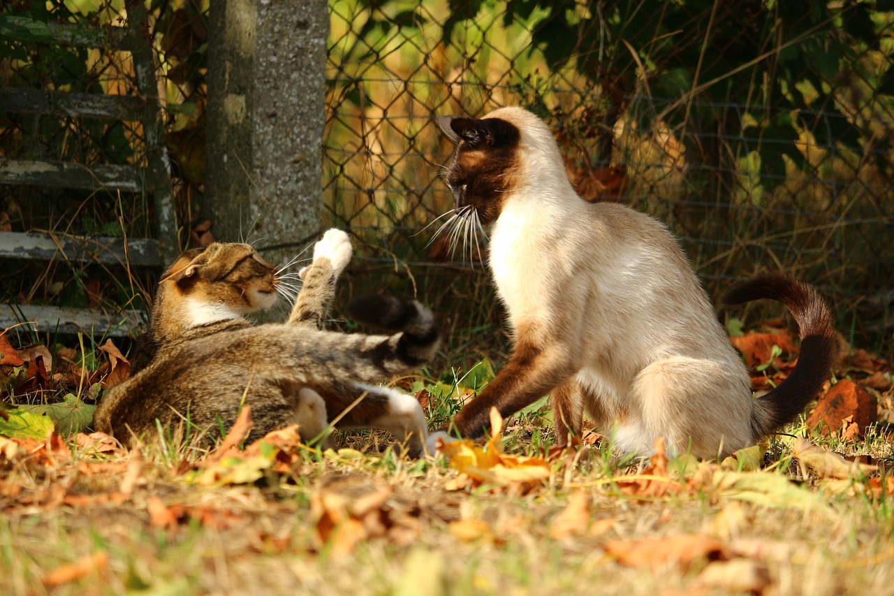 Katė, Siam, Naminis Katinas, Veislės Katė, Siamo Katė, Katės Kovoti, Mieze, Siamo, Kačiukas, Felidae