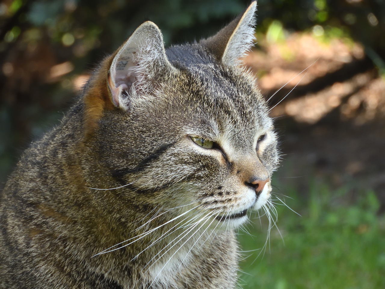 Katė, Veidas, Naminis Katinas, Kačių Veido, Sodas, Išraiška, Gyvūnų Pasaulis, Miau, Nemokamos Nuotraukos,  Nemokama Licenzija