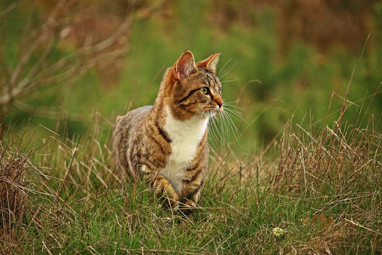 Katė, Mieze, Kačiukas, Skumbrės Tabby, Naminis Katinas, Žolė, Tigro Katinas, Nemokamos Nuotraukos,  Nemokama Licenzija