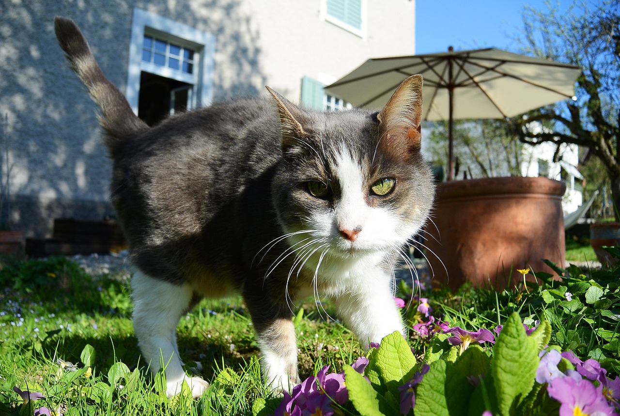 Katė, Gamta, Mieze, Pavasaris, Gyvūnas, Fauna, Sodas, Sėlinti, Uždaryti, Nemokamos Nuotraukos