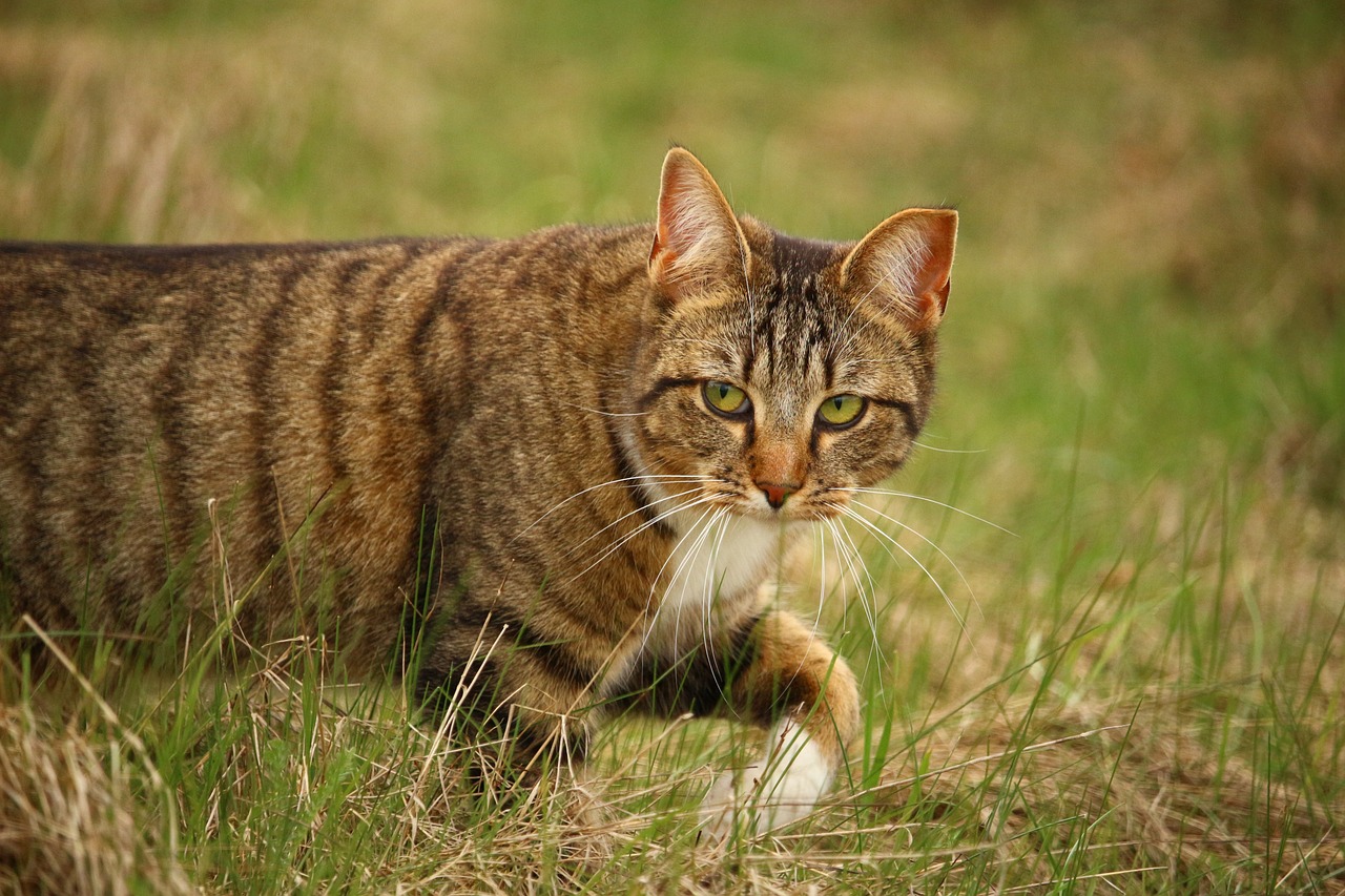 Katė, Naminis Katinas, Tigro Katinas, Skumbrė, Kačiukas, Mieze, Naminis Gyvūnėlis, Gyvūnas, Žolė, Skumbrės Tabby