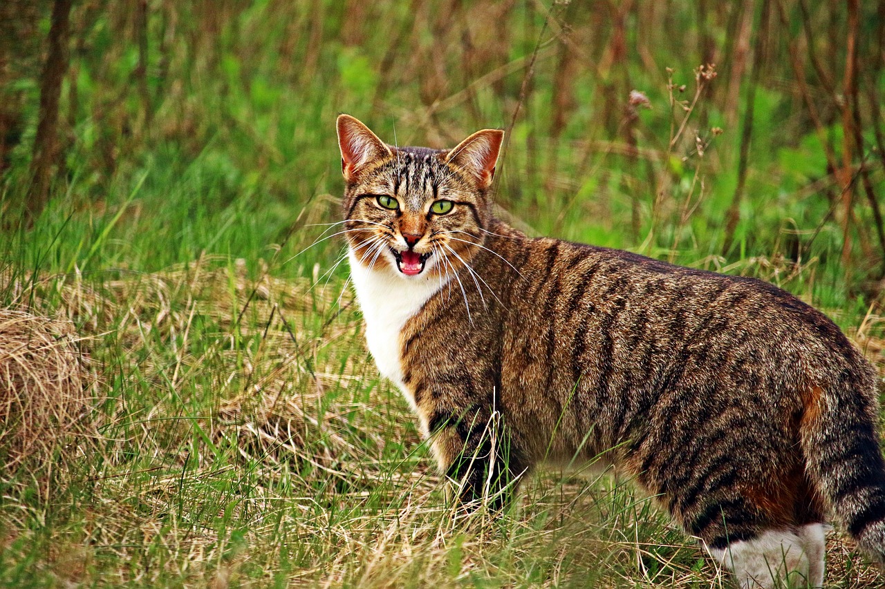 Katė, Kačiukas, Tigro Katinas, Skumbrė, Naminis Katinas, Žolė, Miau, Nemokamos Nuotraukos,  Nemokama Licenzija