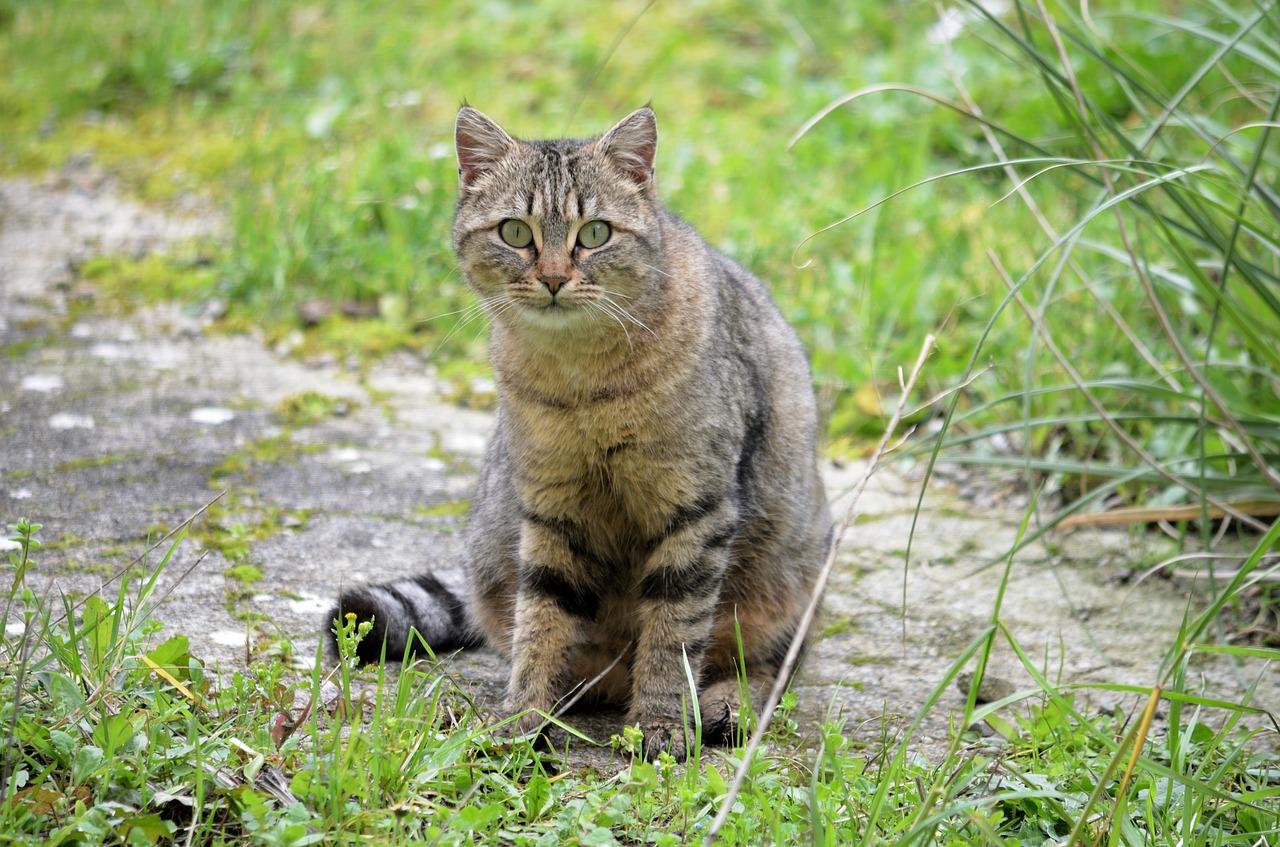 Katė, Kačių, Gyvūnas, Naminis Gyvūnas, Kačių Akys, Gyvūnai, Tabby Katė, Matou, Plaukai, Augintiniai