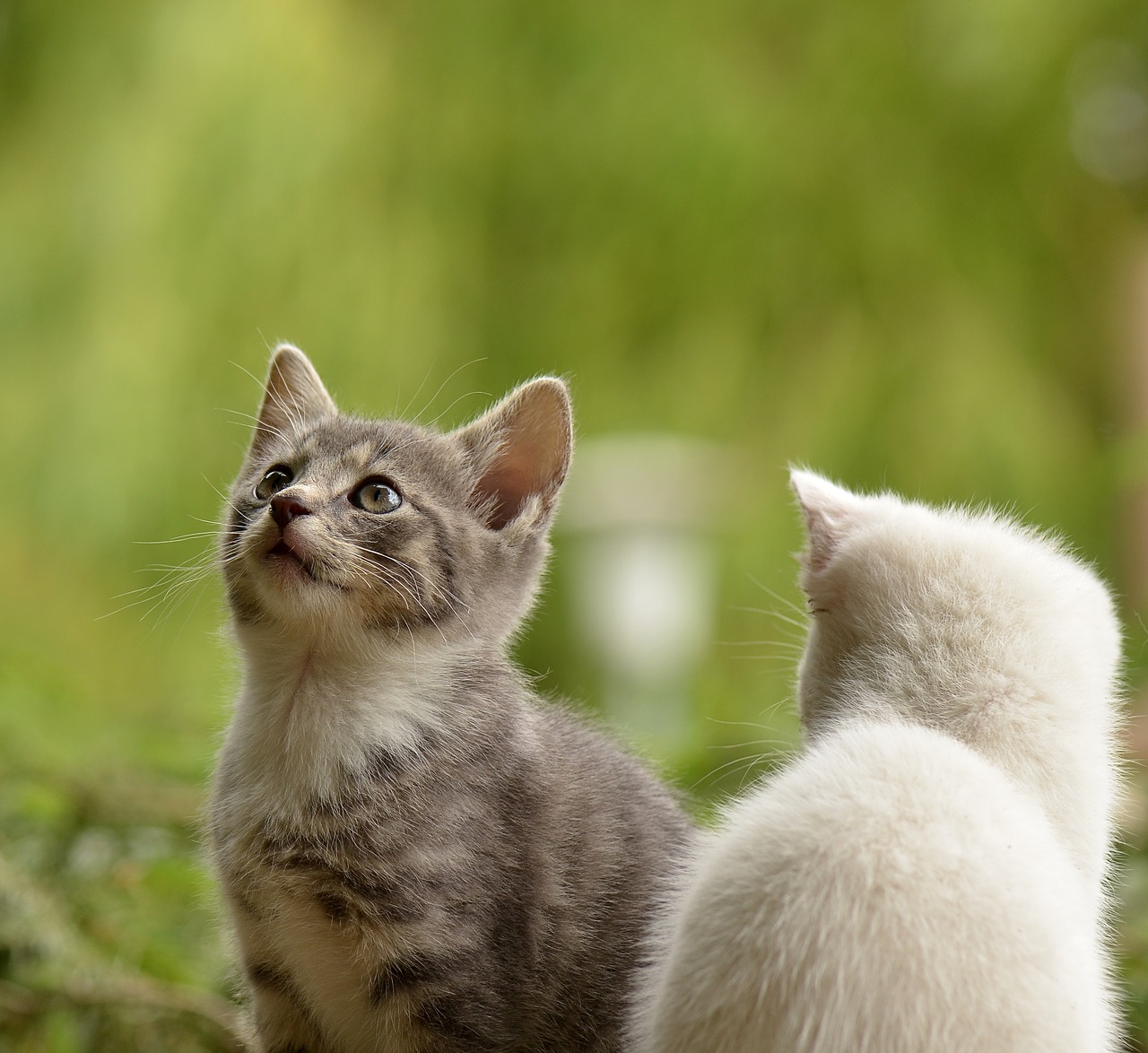 Katė, Jaunas Gyvūnas, Įdomu, Wildcat, Gyvūnas, Gamta, Nemokamos Nuotraukos,  Nemokama Licenzija