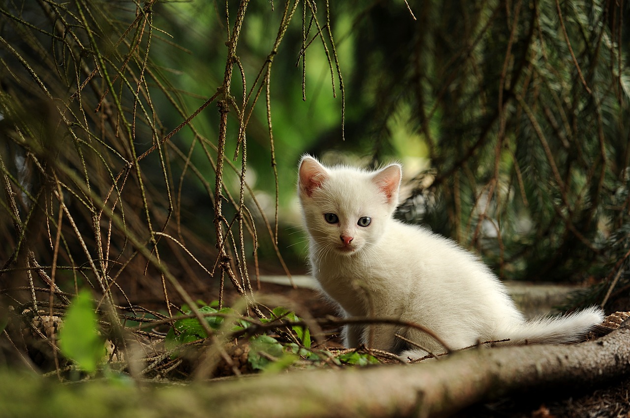 Katė, Jaunas Gyvūnas, Įdomu, Wildcat, Gyvūnas, Gamta, Nemokamos Nuotraukos,  Nemokama Licenzija