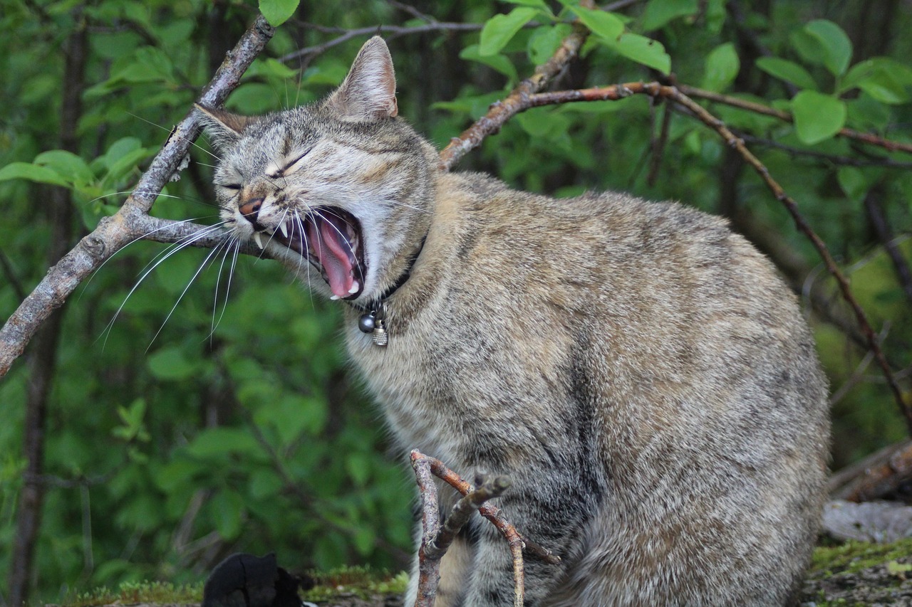 Katė, Miau, Snarling, Nemokamos Nuotraukos,  Nemokama Licenzija