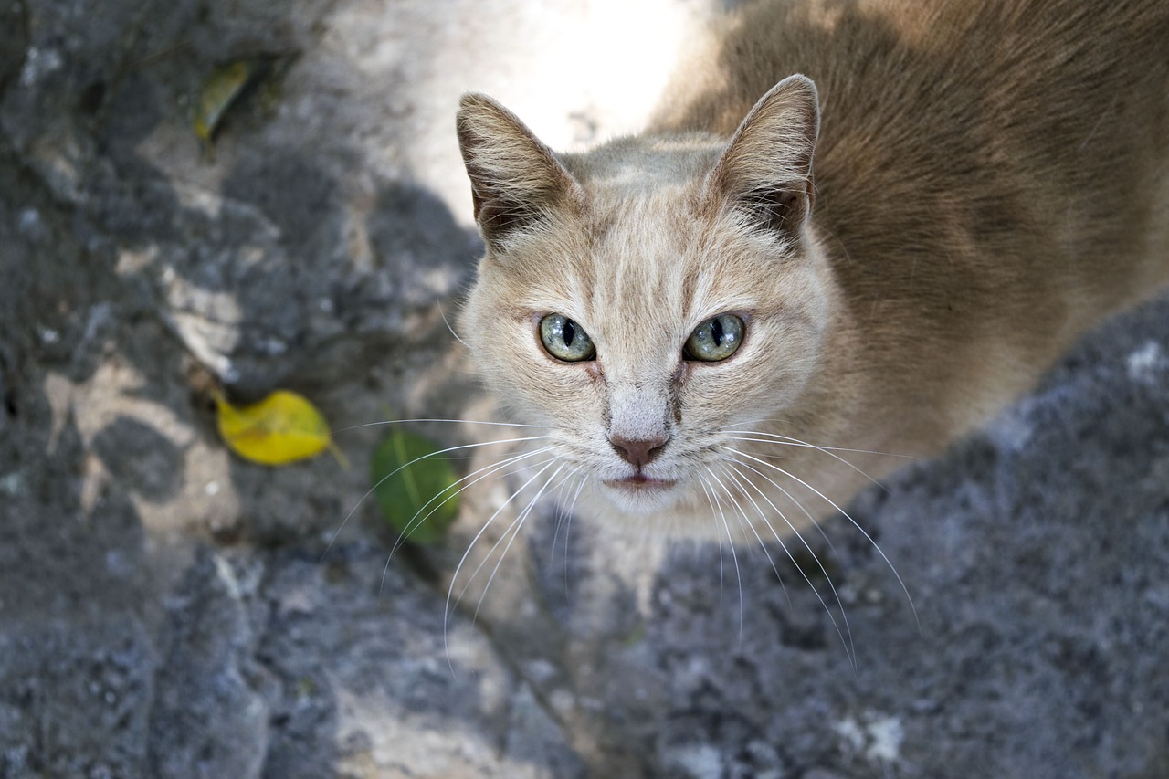 Katė, Kačių, Naminis Gyvūnėlis, Kačių Išvaizda, Gyvūnas, Pussycat, Gyvūnų Namai, Katės Namai, Gyvūnai, Žalios Akys