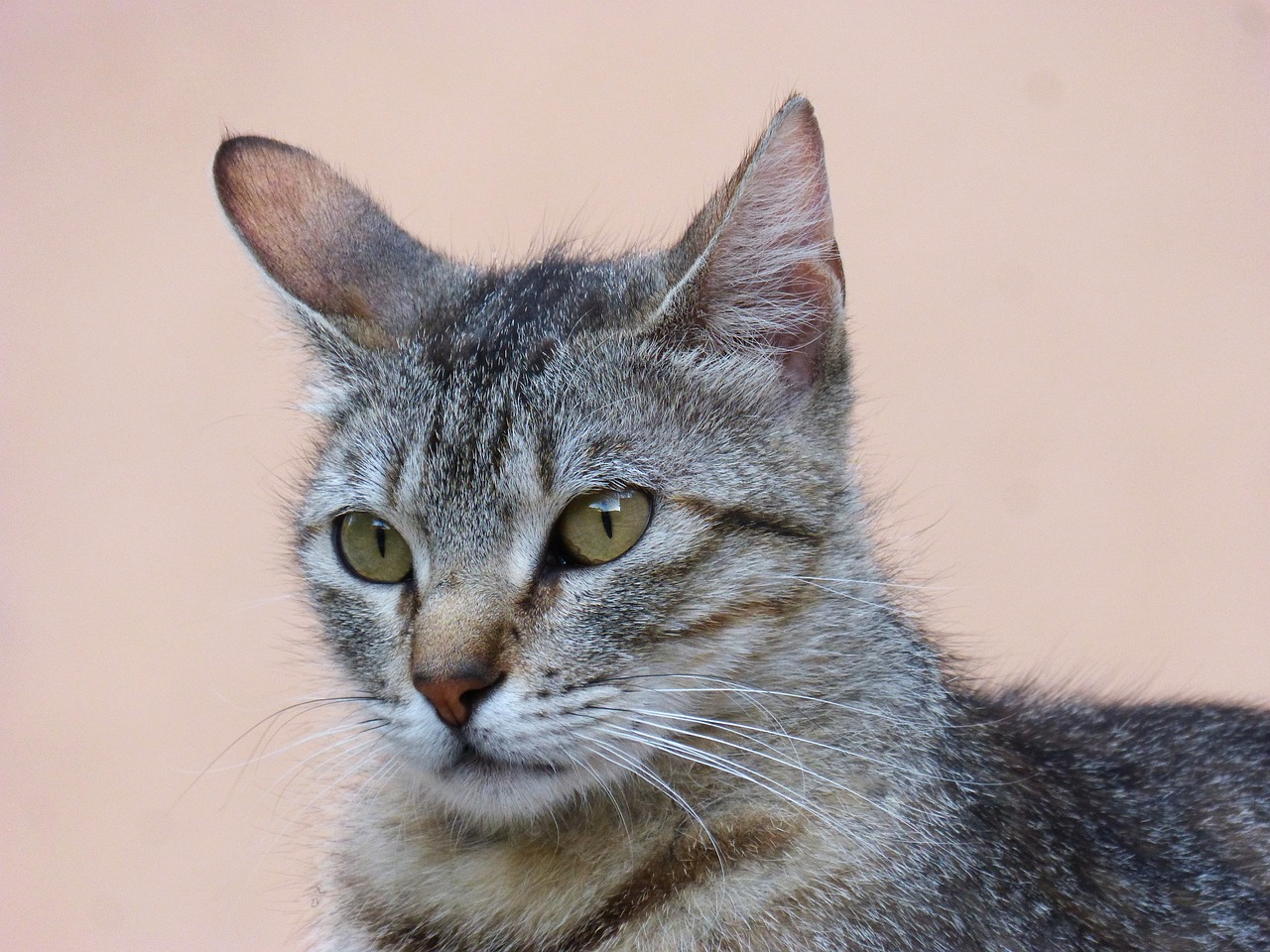 Katė, Naminis Gyvūnėlis, Kačių, Brindle, Gata, Žalios Akys, Nemokamos Nuotraukos,  Nemokama Licenzija