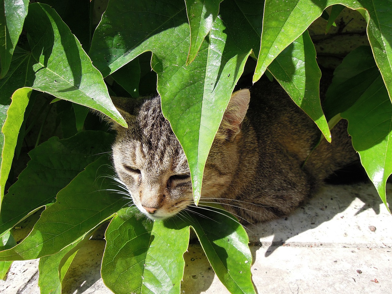 Katė, Kačiukas, Tabby Kačiukas, Naminis Katinas, Augintiniai, Atsipalaiduoti, Nemokamos Nuotraukos,  Nemokama Licenzija