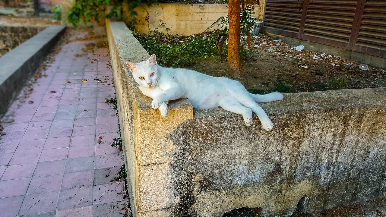 Katė, Bjaurus, Laukiniai, Graikija, Graikų Kalba, Gyvūnas, Lauke, Pussycat, Jaunikis, Laižyti