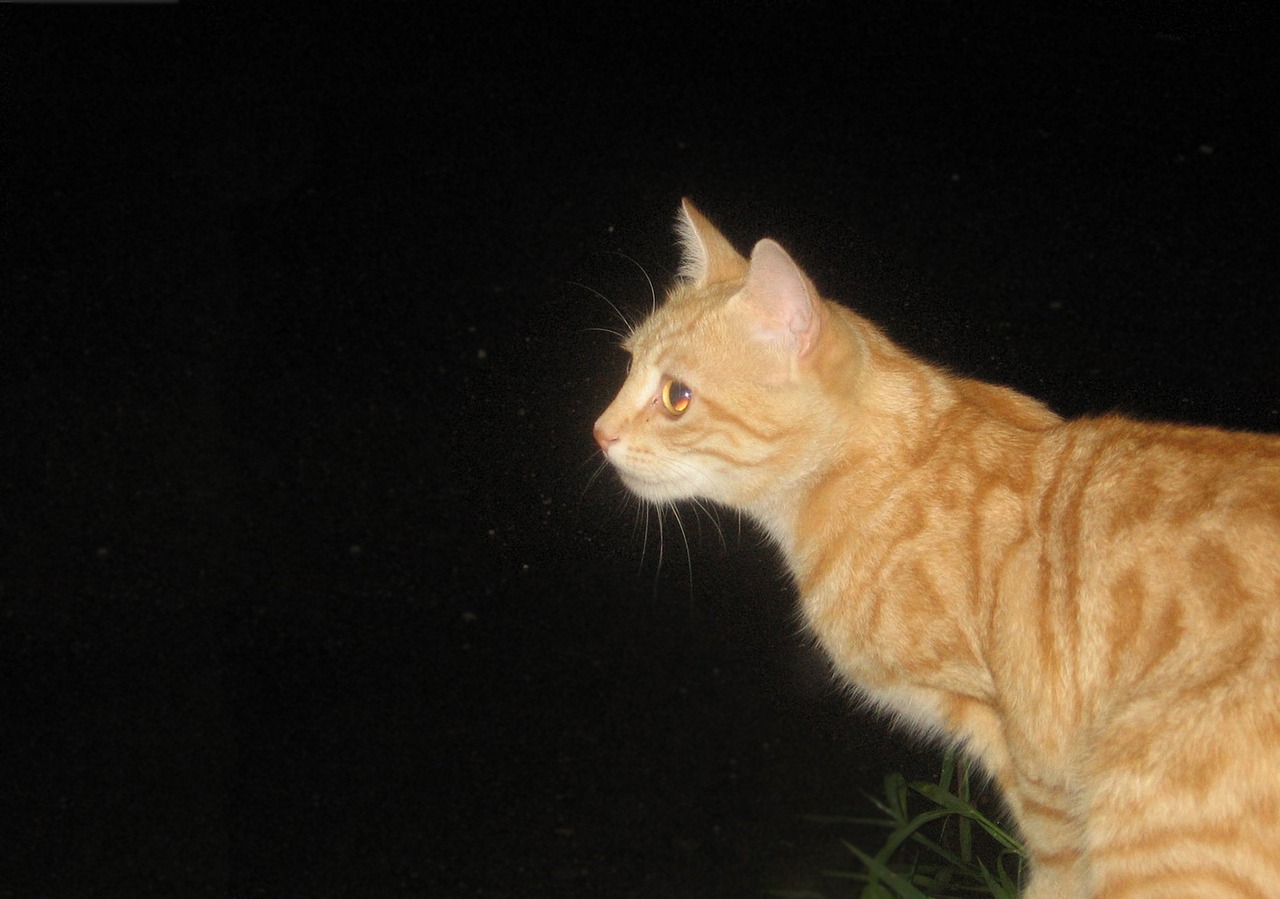 Katė, Tomcat, Naktis, Nemokamos Nuotraukos,  Nemokama Licenzija