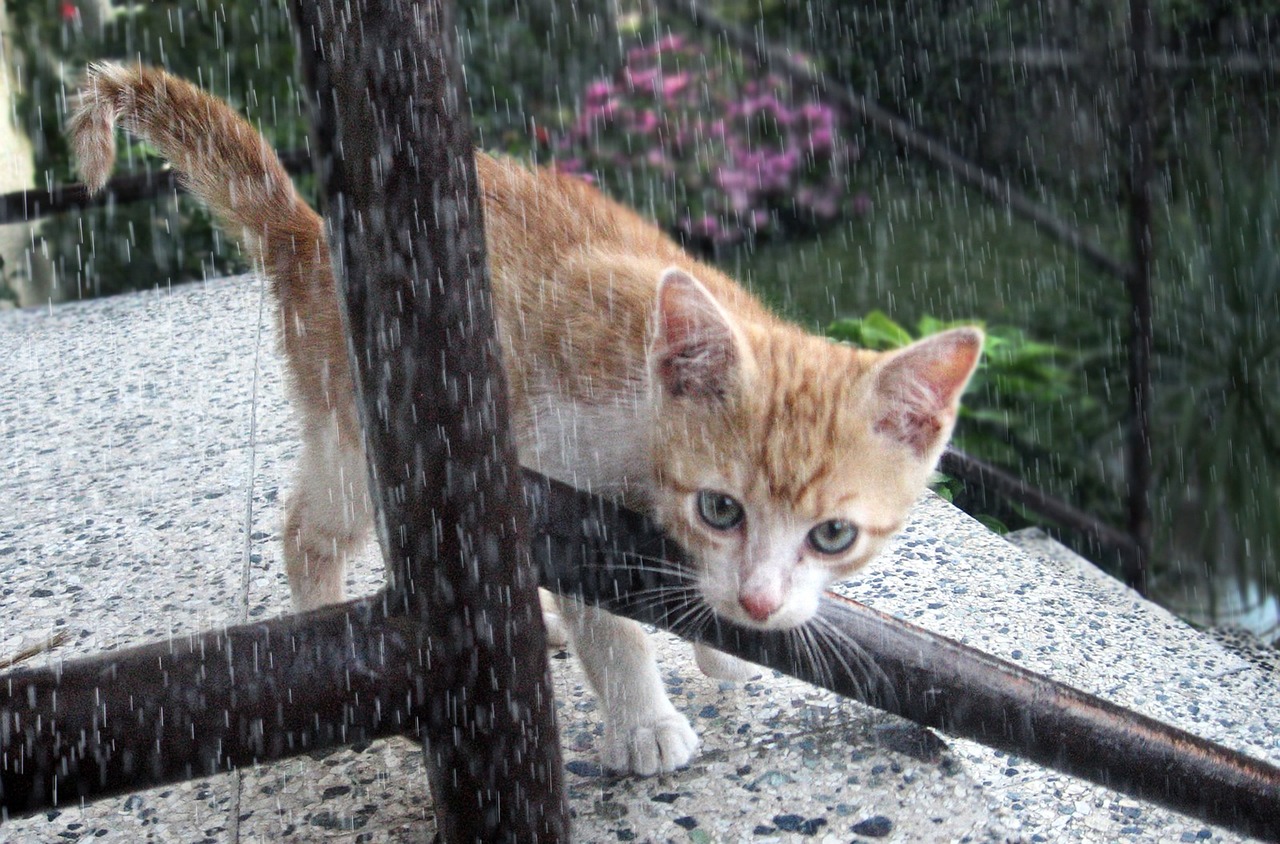 Katė, Tomcat, Kačiukas, Lietus, Nemokamos Nuotraukos,  Nemokama Licenzija