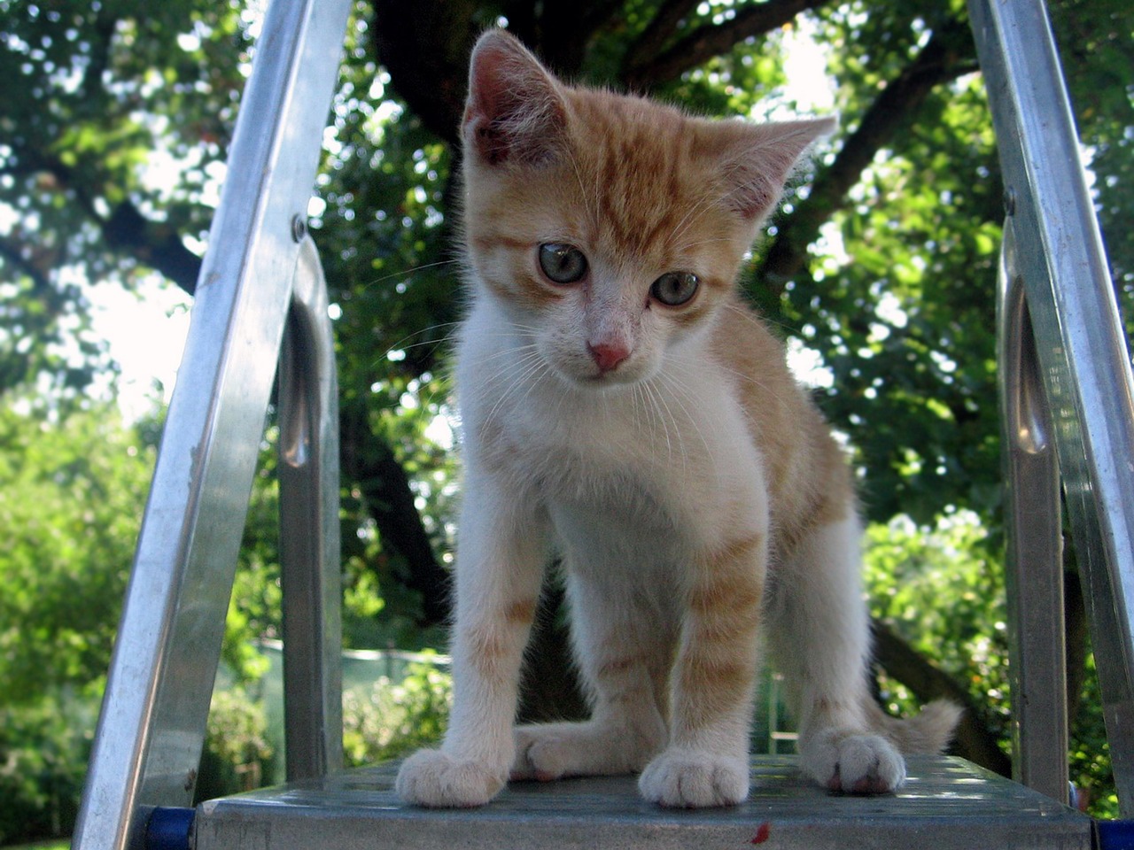 Katė, Tomcat, Kačiukas, Nemokamos Nuotraukos,  Nemokama Licenzija