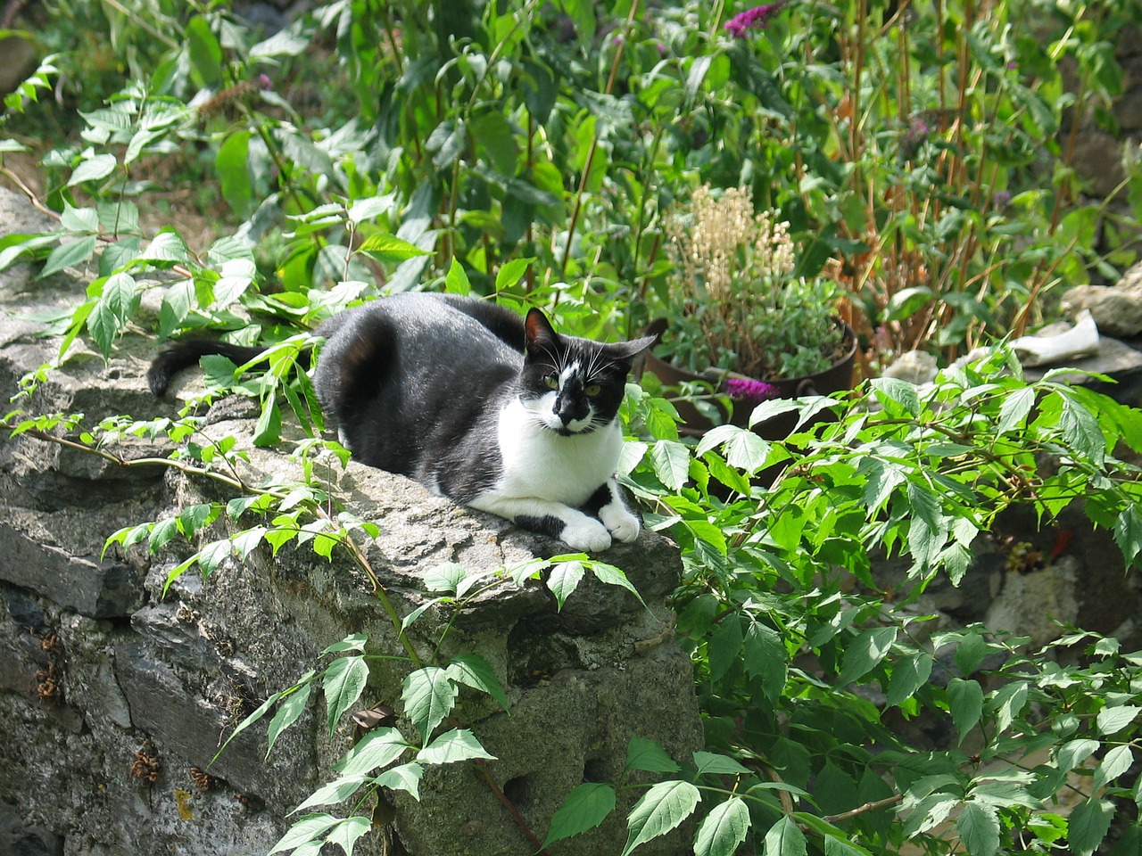 Katė, Katės, Naminis Gyvūnėlis, Žinduolis, Gyvūnas, Juoda, Balta, Yra, Poilsis, Įdomu