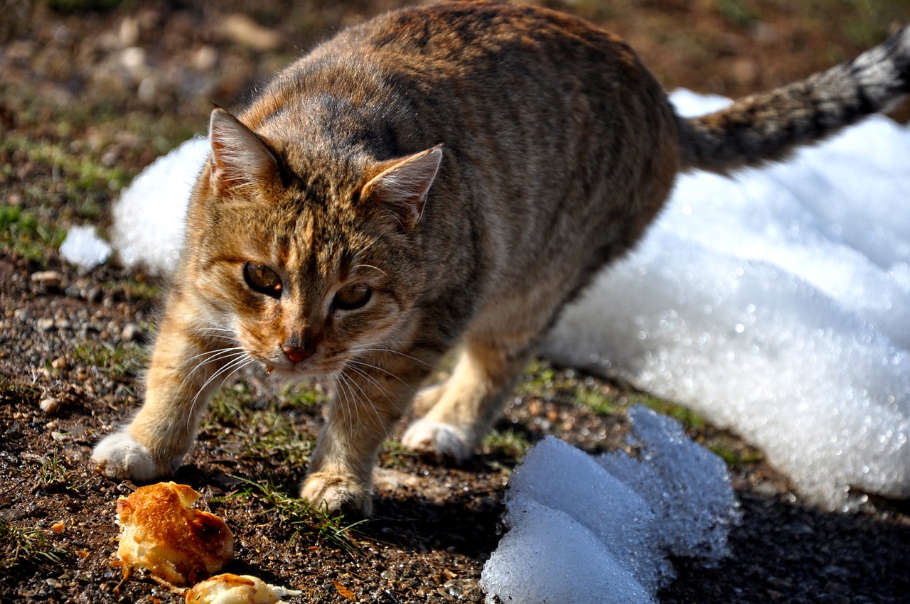 Katė, Miau, Tabby Katė, Istanbulas, Gatvė, Gyvūnas, Gyvūnai, Kačiukas, Nemokamos Nuotraukos,  Nemokama Licenzija