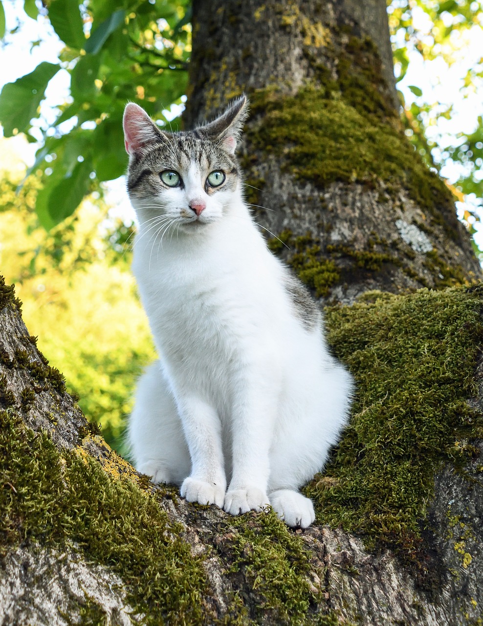 Katė, Medis, Žalias, Šviesa, Nemokamos Nuotraukos,  Nemokama Licenzija