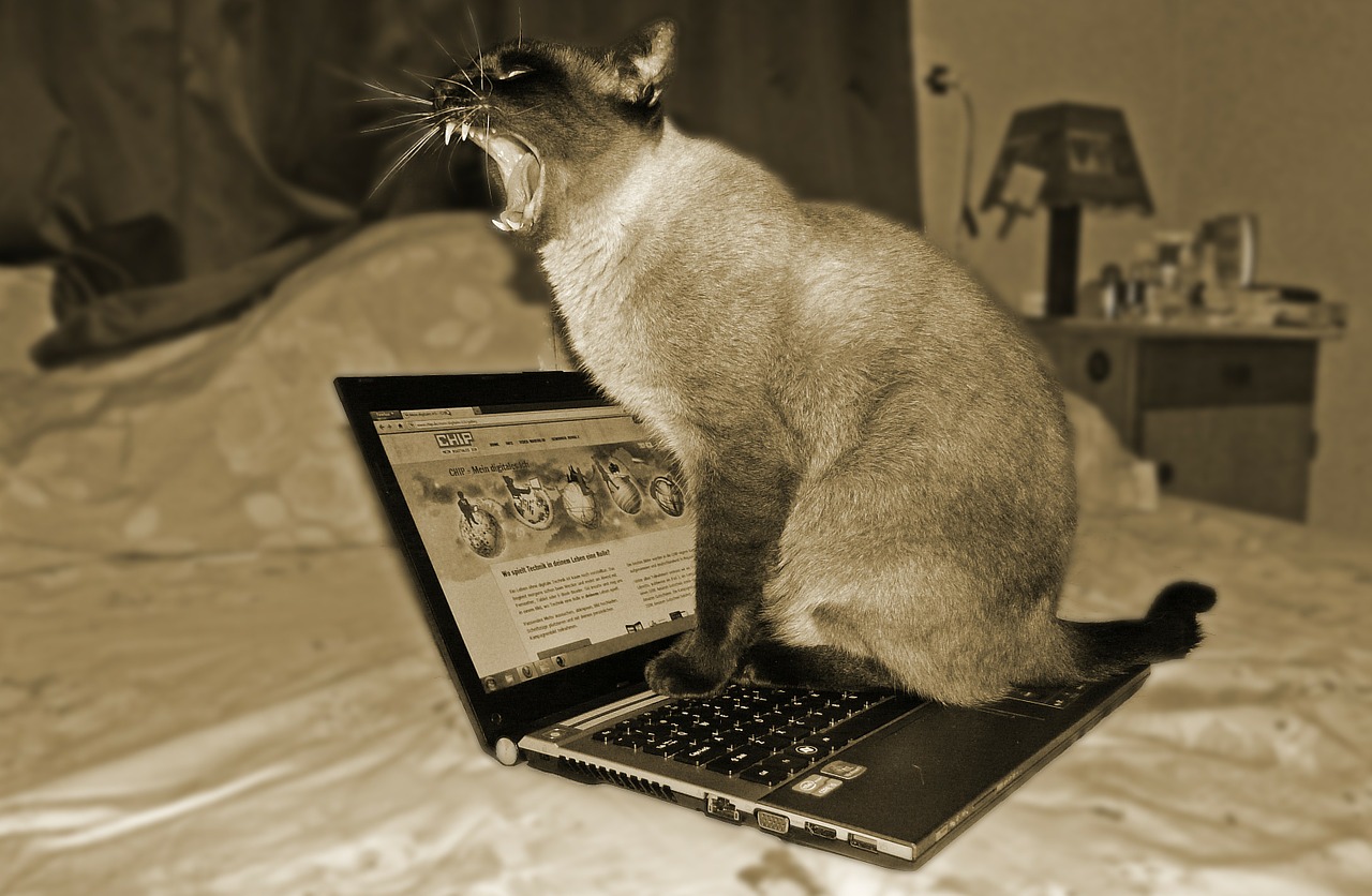 Katė, Nešiojamas Kompiuteris, Naminis Gyvūnėlis, Gyvūnas, Kompiuterių Mokslas, Nemokamos Nuotraukos,  Nemokama Licenzija