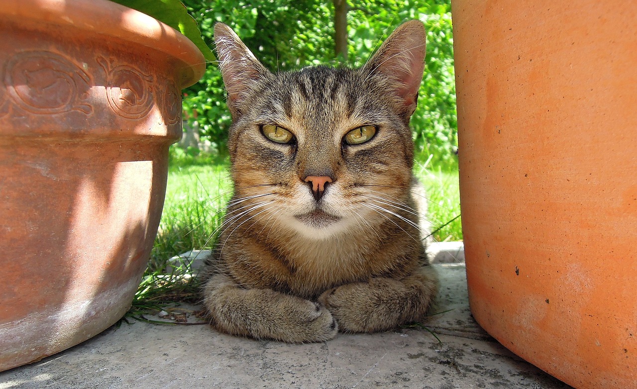 Katė, Kačiukas, Tabby Kačiukas, Kačių Galva, Katės Akis, Žiūri, Plytelės, Gelės Vazonas, Nemokamos Nuotraukos,  Nemokama Licenzija