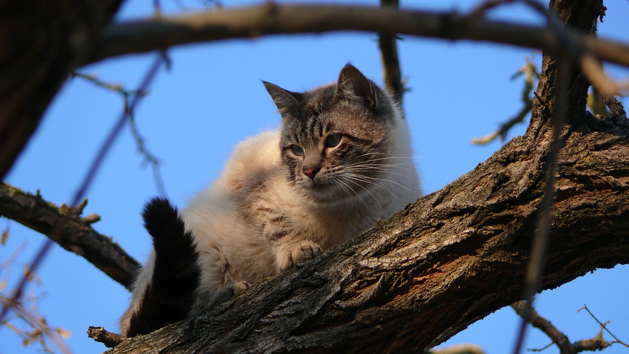 Katė, Gyvūnas, Kačių, Naminis Gyvūnėlis, Gata, Atrodo, Fauna, Stebėdamas, Žinduolis, Poilsis