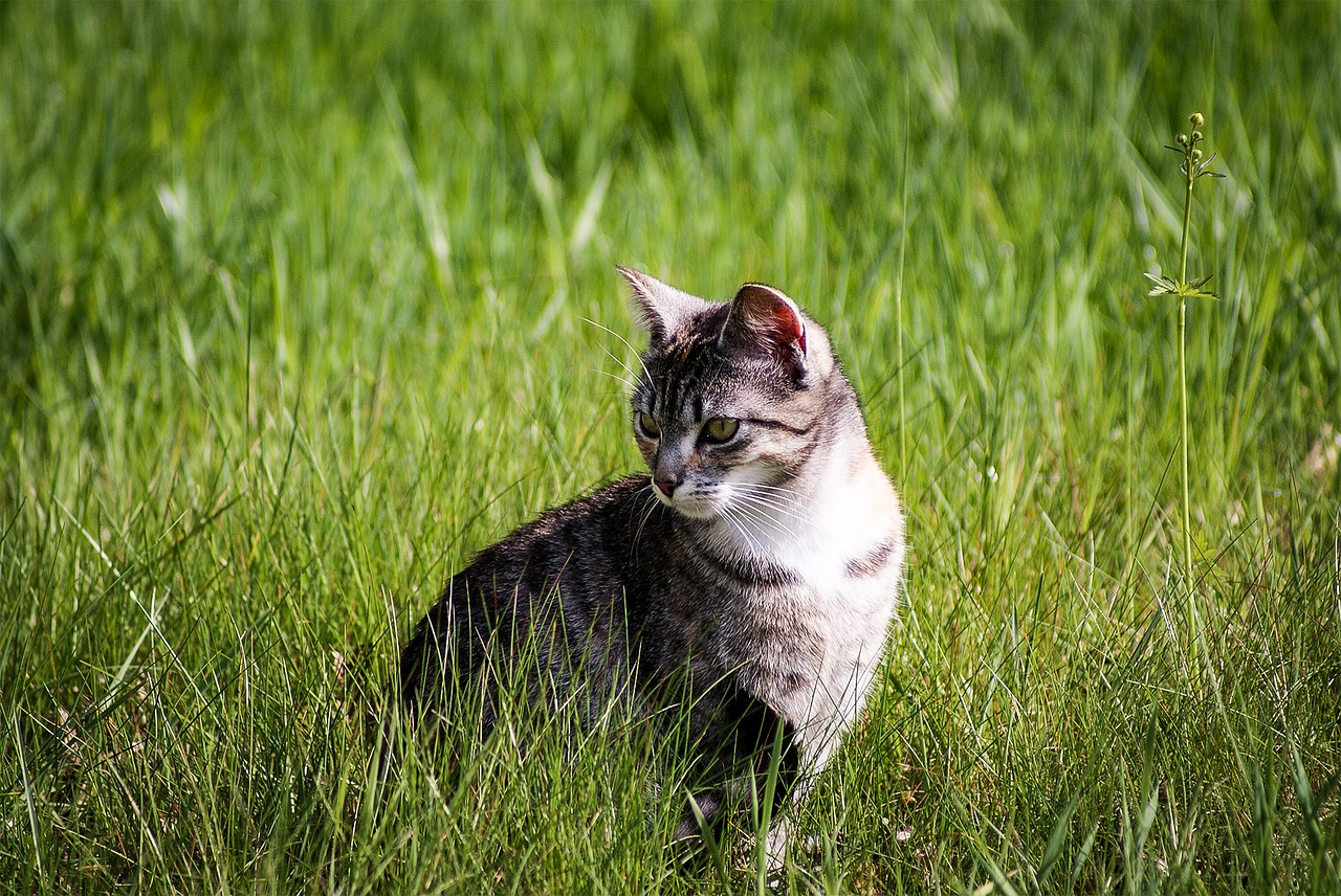 Katė, Gyvūnų Portretas, Žolė, Laukinės Gamtos Fotografija, Skumbrė, Nemokamos Nuotraukos,  Nemokama Licenzija