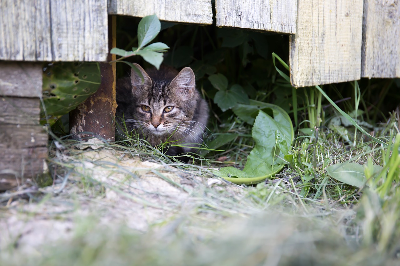 Katė, Tvora, Vasara, Naminis Gyvūnėlis, Kaimas, Kačiukas, Peržiūros, Dacha, Nemokamos Nuotraukos,  Nemokama Licenzija