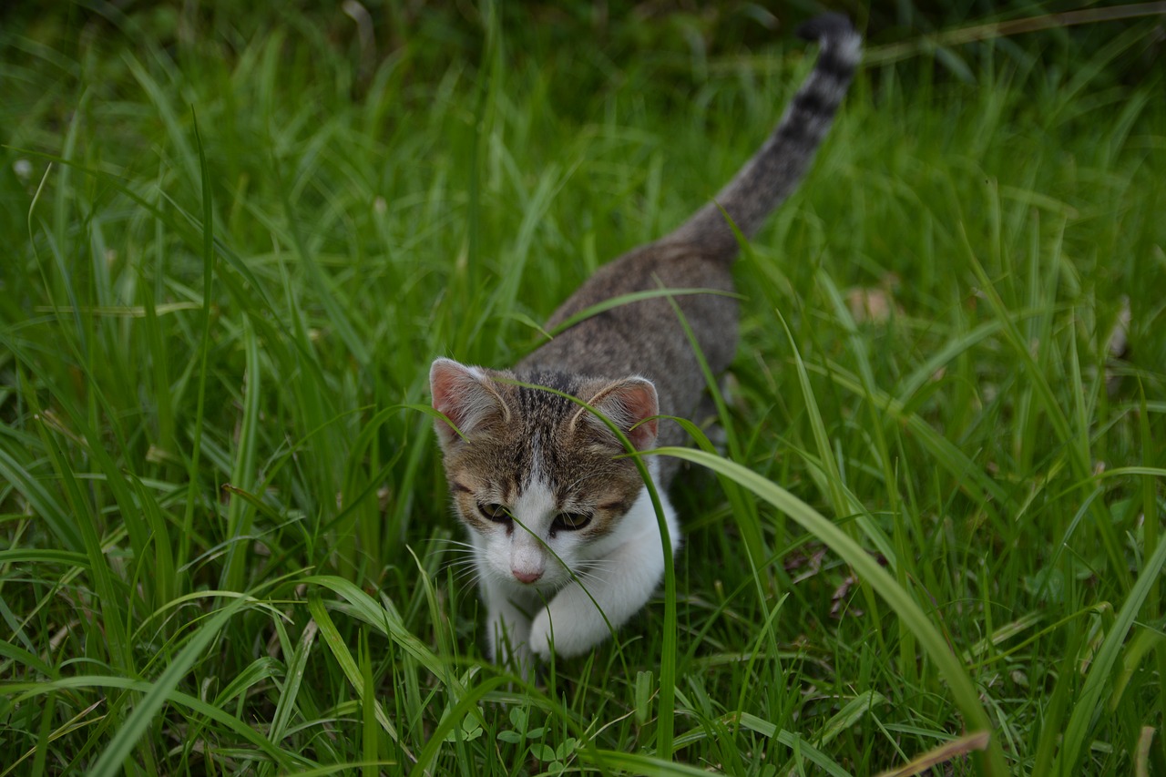 Katė, Mažai Kitty, Jaunas Kačiukas, Kačiukas, Gyvūnai, Pilka, Balta, Gamta, Katė Žaisti, Linksma