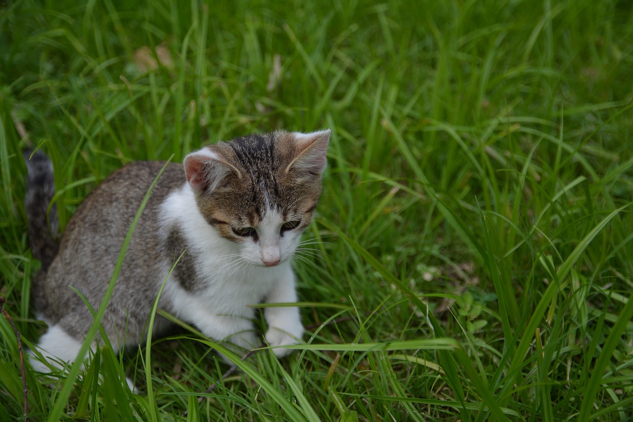 Katė, Mažai Kitty, Jaunas Kačiukas, Kačiukas, Gyvūnai, Pilka, Balta, Gamta, Katė Žaisti, Linksma